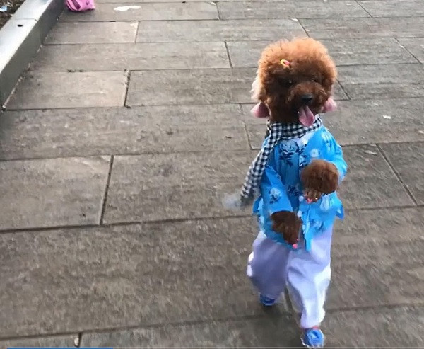 Với sức hút này, nhiều người dự đoán cô chó Su Xí Xọn đang dần ''soán ngôi'' idol giới trẻ của chú chó Nguyễn Văn Dúi trước đó.