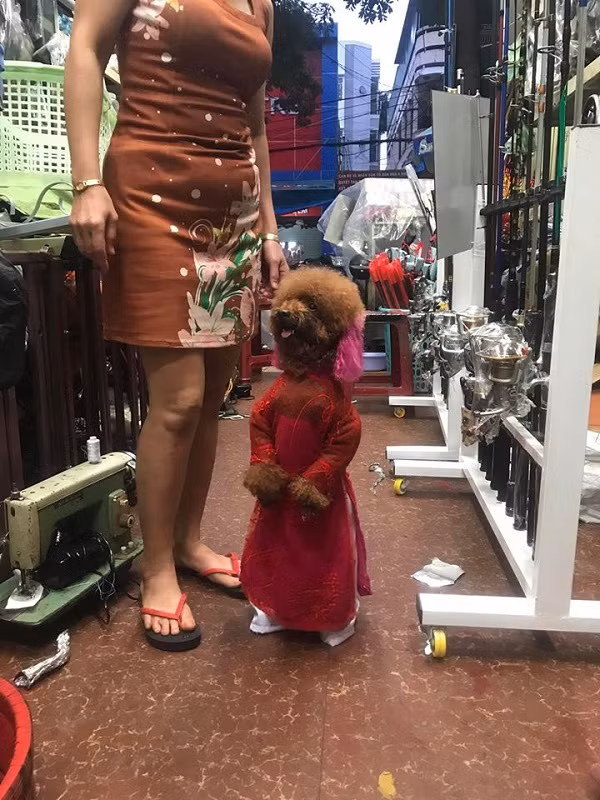 Mỗi khi ra đường, cô chó đi bằng hai chân này được chủ diện những trang phục khác nhau, từ áo dài truyền thống, váy hoa bồng bềnh đến kimono hay thậm chí là áo bà ba,...