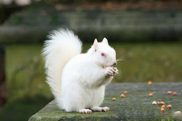 Ở đây đã từng phát hiện rất nhiều loài động vật màu trắng quý hiếm như rắn, rùa, nai, sóc và gấu,...