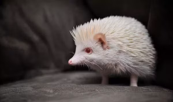 Bạch tạng còn gây ra rối loạn thị giác, giảm thị lực và khiến động vật sợ ánh sáng.