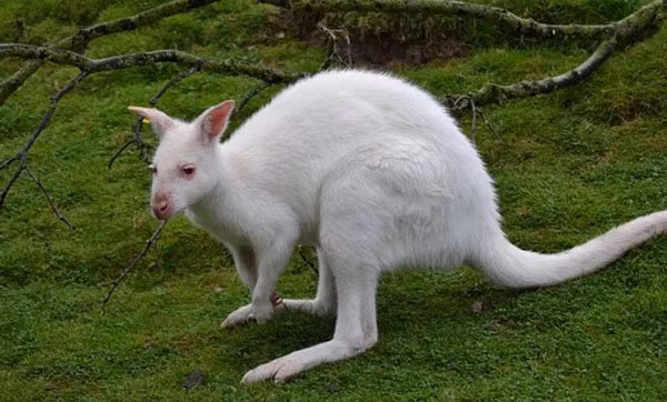 Chuột túi thường thấy với bộ lông vàng, nhưng khi khoác lên mình bộ lông trắng trông nó thật tuyệt.