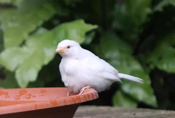 Động vật bị bạch tạng không hề đáng sợ như nhiều người nghĩ mà thực chất còn sở hữu vẻ đẹp rất riêng. Tuy vậy chúng phải chịu ảnh hưởng của căn bệnh này cả đời, thậm chí sức khỏe khá yếu. Khúc sông bỗng hút khách nhờ cá sấu bạch tạng | VTC9. Nguồn: Youtube