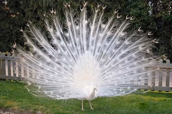 Biểu hiện của động vật bạch tạng là mắt có màu đỏ, da và lông có màu trắng, thậm chí có màu sắc khác tùy vào từng loài.