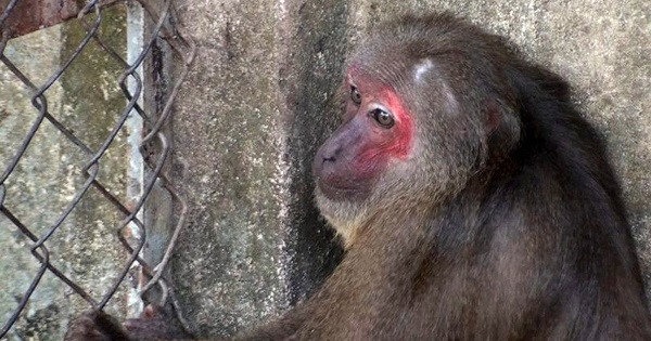 Khỉ mặt đỏ có bộ lông màu nâu sẫm, nhưng cũng có đôi khi biển đổi từ đen sang đỏ. Mặt phần lớn có màu đỏ với lông trên đỉnh đầu thường toả ra các phía xung quanh còn lông ở hai bên má toả ra phía sau.