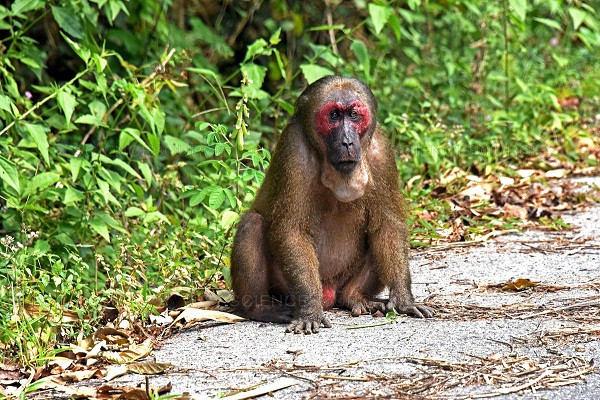 Trong một đàn khỉ mặt đỏ thường có con đực dẫn đàn, mỗi ngày có thể di chuyển 400- 3000m. Đặc tính khi kiếm ăn của loài khỉ này là phát ra tiếng kêu để gọi nhau hoặc khi nhận thấy nguy hiểm.