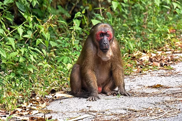 Trong một đàn khỉ mặt đỏ thường có con đực dẫn đàn, mỗi ngày có thể di chuyển 400- 3000m. Đặc tính khi kiếm ăn của loài khỉ này là phát ra tiếng kêu để gọi nhau hoặc khi nhận thấy nguy hiểm.