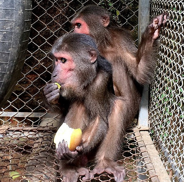 Sau khi được người dân tiến hành vây bắt và chuyển giao cho đội cứu hộ, con khỉ mặt đỏ đi lạc ở Bình Định đã chết vì quá yếu.