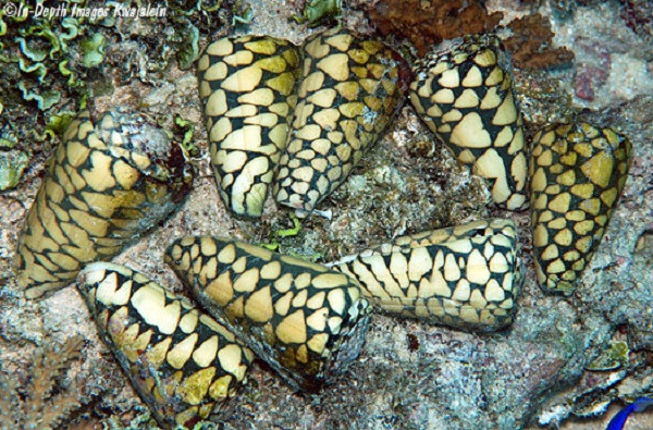 Sau đó chất độc xâm nhập vào cơ thể, toàn thân bạn có thể run rẩy, mắt mờ đi và ngừng thở chỉ sau vài giờ đồng hồ. Tới nay, đã có khoảng 30 người bị chết do tình cờ chạm phải dãi của ốc sên Marbled Cone.