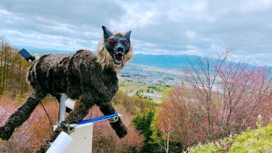 Gần đây, tình trạng gấu xuất hiện tại các khu dân cư ở Nhật Bản ngày càng nhiều, đặc biệt tại vùng nông thôn ở phía Tây và phía Bắc. Từ đầu năm 2020 đến nay đã xảy ra hàng chục vụ gấu tấn công người, khiến hai người tử vong.