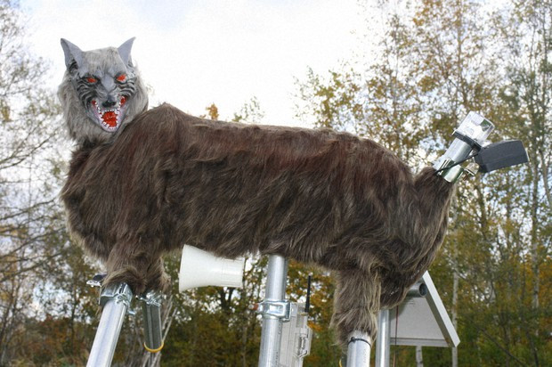 Điểm đặc biệt của "sói quái vật" này là cả hai con đều hoạt động bằng năng lượng mặt trời.