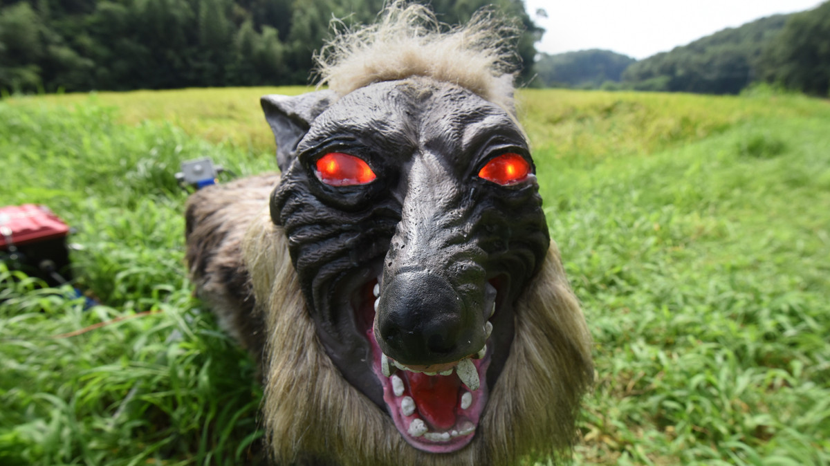 Sói Nhật Bản thực sự đi lang thang trên các hòn đảo ở trung tâm và phía bắc của đất nước không còn tồn tại, vì nó đã bị săn đuổi đến mức tuyệt chủng hơn một thế kỷ trước.