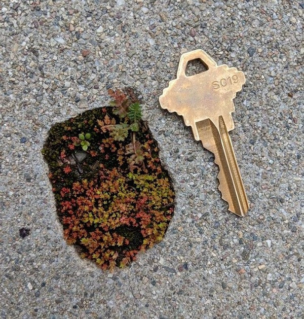 Cả vườn cây mini bên trong một ổ gà bé xíu trên đường.