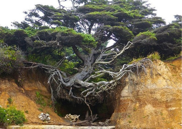 Một số cây cổ thụ với bộ rễ siêu to khổng lồ thậm chí còn không quan tâm đến trọng lực.