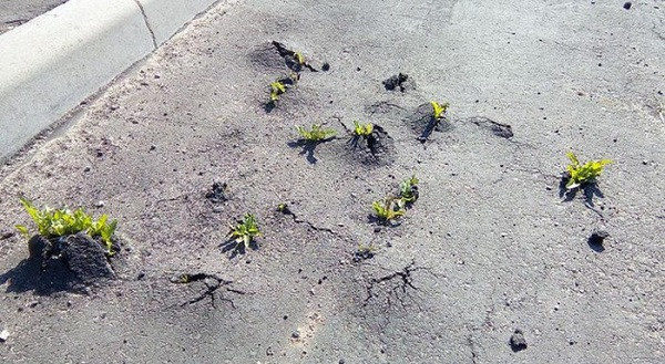 Những mầm cây non mùa xuân đẩy cả lớp nhựa đường để vươn lên.