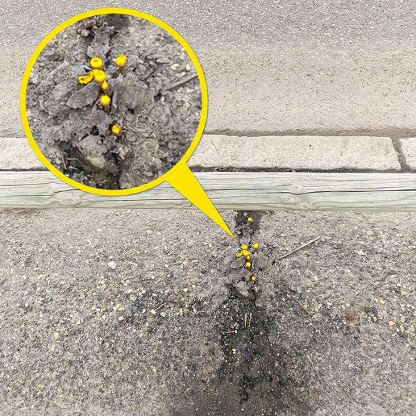 Thậm chí cả những bông hoa nhỏ này cũng đủ sức ''bật'' cả nhựa đường.