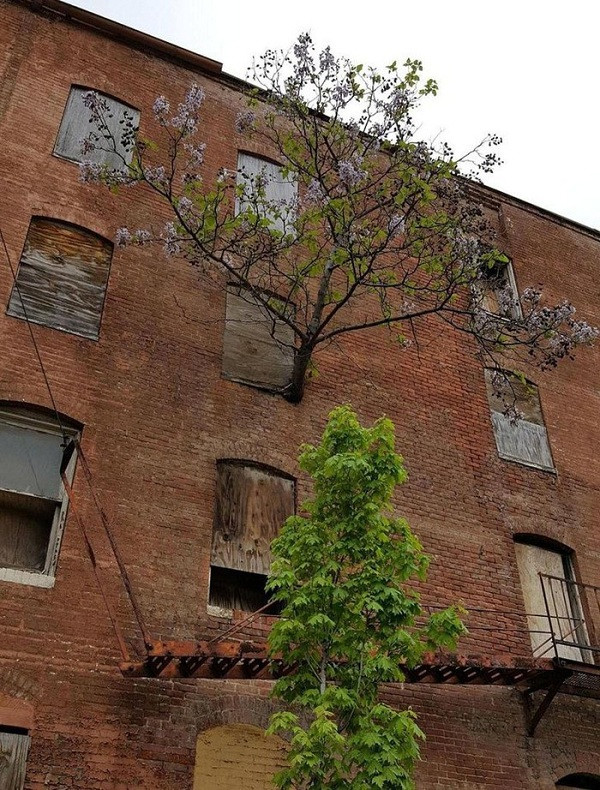 Một cái cây to mọc từ cửa sổ tầng ba, không có gì là không thể.