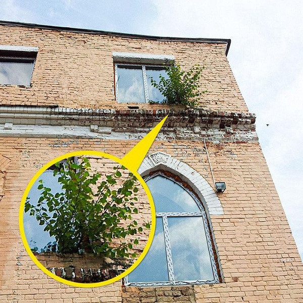 Tường gạch cũng không thể ngăn nổi sức sống mãnh liệt của thiên nhiên.