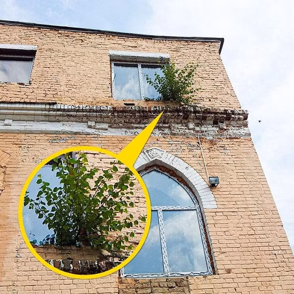 Tường gạch cũng không thể ngăn nổi sức sống mãnh liệt của thiên nhiên.