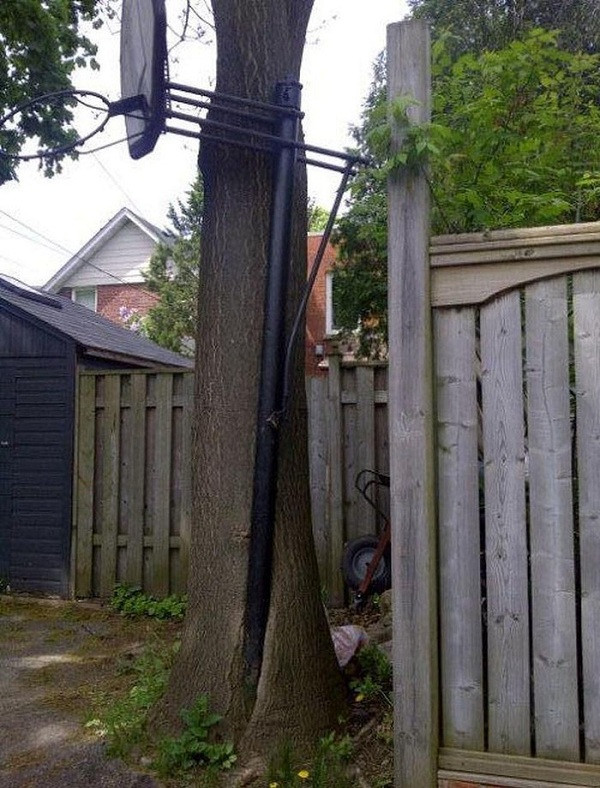 Có lẽ cột bóng rổ đã được trồng bên cạnh từ khi cái cây này còn bé xíu. Không biết mất bao lâu để cây phát triển xung quanh chiếc cột này.