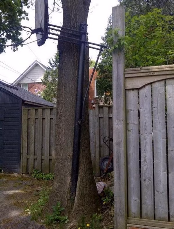 Có lẽ cột bóng rổ đã được trồng bên cạnh từ khi cái cây này còn bé xíu. Không biết mất bao lâu để cây phát triển xung quanh chiếc cột này.