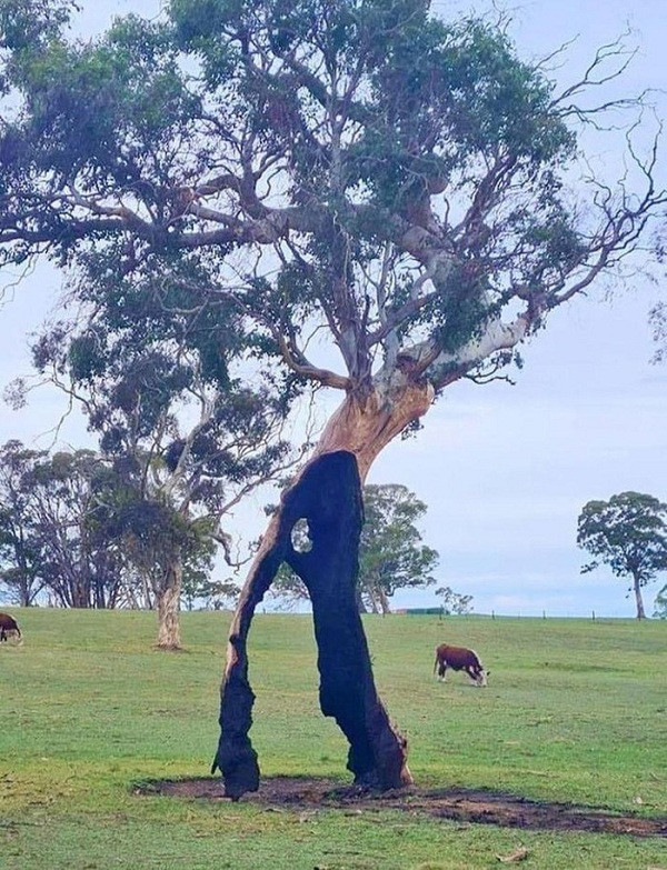 Bức ảnh chứng minh sự ''lì lợm'' của thiên nhiên. Cây này đã bị đốt cháy trong một trận cháy rừng nhưng vẫn tiếp tục sống dù thân cây còn rất mỏng manh.