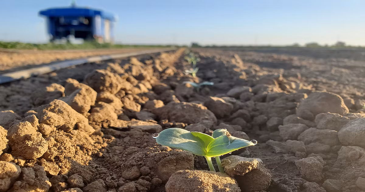 Được đặt tên ‘Plant Buggy’, những chú robot này chạy bằng năng lượng mặt trời, có khả năng tự động di chuyển qua các cánh đồng và sử dụng phần mềm GPS để xác định vị trí của nhà xưởng, khu trang trại.