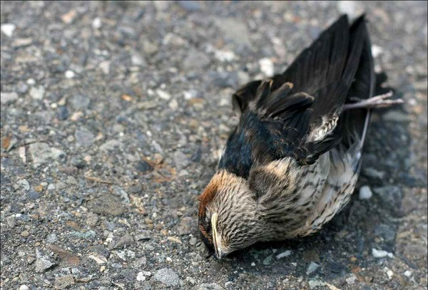 Một số nhà khoa học đưa ra giả thuyết, có thể những con chim bị mất phương hướng trong điều kiện thời tiết nhiều sương mù do gió mùa gây ra khi di cư đến làng. Hành động vô thức lao xuống có thể do bị thu hút bởi ánh đèn khi trời nhập nhoạng tối.