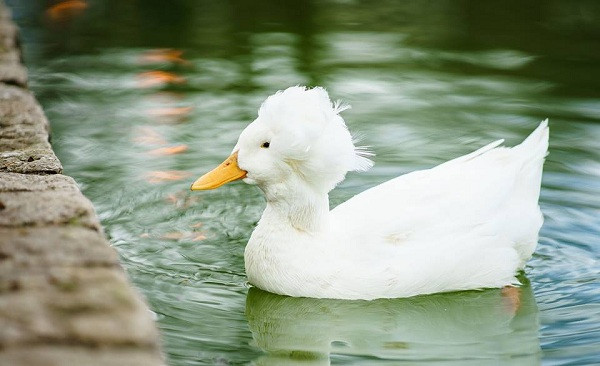 Những con may mắn sống sót thì gặp phải chứng động kinh trong cả cuộc đời, gây giảm tuổi thọ.