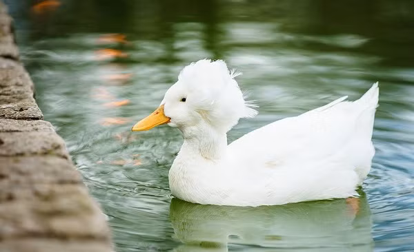 Những con may mắn sống sót thì gặp phải chứng động kinh trong cả cuộc đời, gây giảm tuổi thọ.