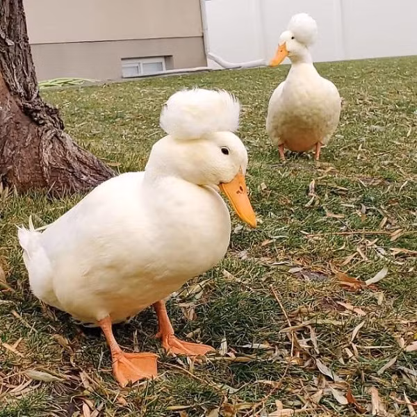 Vịt tóc xù có nguồn gốc từ các nước Đông Ấn, và được đưa đến châu Âu nhờ những người Hà Lan. Chúng có cả cha và mẹ đều bị dị tật.