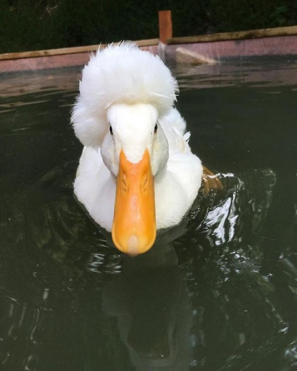 Vịt con có mái đầu xù có nhiều khả năng chết từ trong trứng.