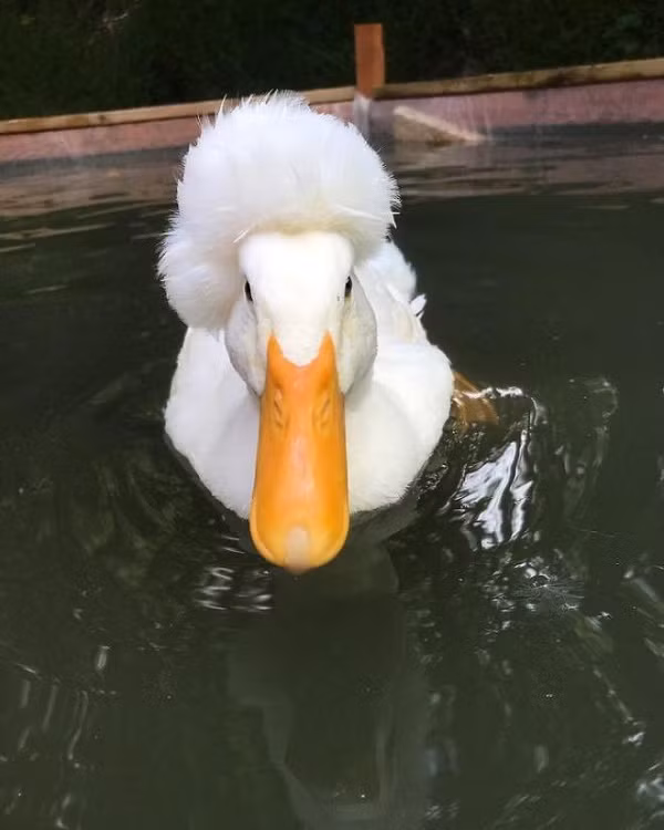 Vịt con có mái đầu xù có nhiều khả năng chết từ trong trứng.