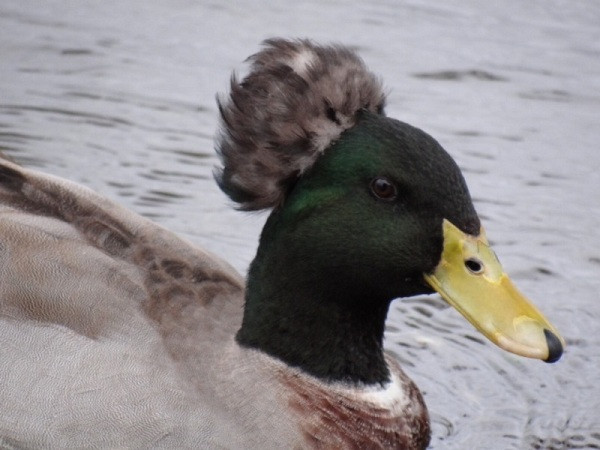 Nhiều người lo ngại rằng sự nổi tiếng trên mạng xã hội sẽ khiến những chú vịt tóc xù này trở thành mục tiêu tìm kiếm của những người thích nuôi thú cưng độc lạ.