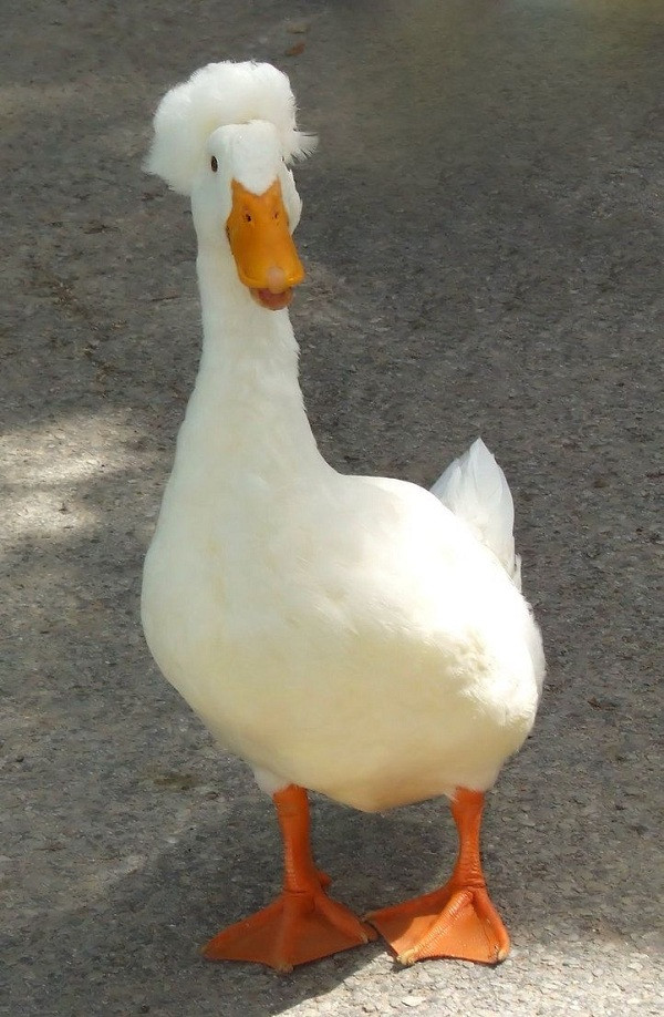 Ngoài mái đầu xù, cơ thể của những con vịt này vẫn phát triển bình thường.