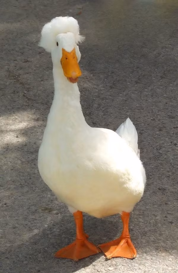 Ngoài mái đầu xù, cơ thể của những con vịt này vẫn phát triển bình thường.