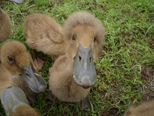 Và những mái tóc xù xuất hiện trên đầu vịt là biểu hiện của khiếm khuyết di truyền từ cha mẹ chúng, gây biến dạng hộp sọ, ảnh hưởng nghiêm trọng đến sức khoẻ của vịt.