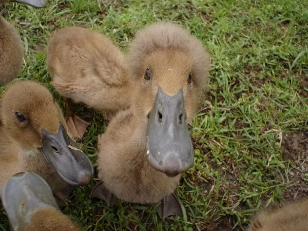 Và những mái tóc xù xuất hiện trên đầu vịt là biểu hiện của khiếm khuyết di truyền từ cha mẹ chúng, gây biến dạng hộp sọ, ảnh hưởng nghiêm trọng đến sức khoẻ của vịt.
