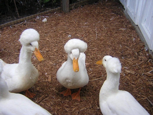 Tuy nhiên, ít ai biết rằng chính mái tóc xù ấy lại khiến những chú vịt được mệnh danh ''đẹp trai'' nhất thế giới phải trải qua cuộc đời đau đớn, khó khăn ngoài ý muốn.