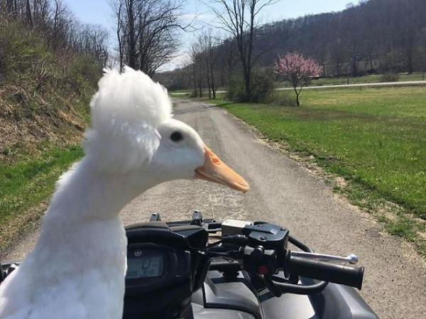 Đáng lo hơn nữa là rất có thể những người này sẽ nhân giống để biến vịt "tóc xù" làm thú cưng.