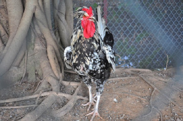 Giống gà này có bộ lông trắng - đen đặc trưng, chân có nhiều cựa sắc nhọn gần giống như giống gà 9 cựa "trong truyền thuyết'' của Việt Nam.