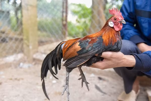 Gà rừng tai trắng thuần chủng có giá từ 700 - 1 triệu đồng/kg, đủ để thấy loài gà này hiếm và được ưa chuộng thế nào.