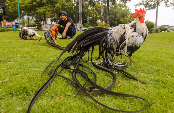 Onagadori hay còn gọi là gà đuôi dài Nhật Bản là giống gà có nguồn gốc từ Nhật Bản, được nuôi để làm cảnh. Loài gà cưng này có các biến thể màu sắc phổ biến như: trắng (nhạn), gà Chuối (silver gray), chuối bạc; chuối lửa/ngũ sắc,...