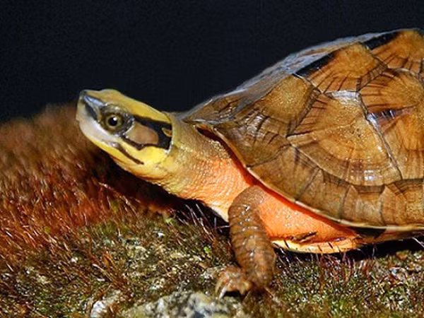 Số lượng rùa hộp trán vàng ở Việt Nam còn lại rất ít do chúng đẹp nên bị săn lùng ráo riết, môi trường sống bị phá hoại. Hiện đây là một trong 50 loài được xếp ở mức độ nguy cấp nhất thế giới cần bảo tồn. Ảnh: Soha