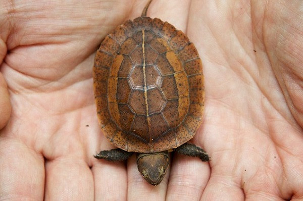 Mùa sinh sản của loài rùa này vào tháng 6, chúng có tập tính bới đất để vùi trứng trước khi đẻ. Ảnh: Turtle Family