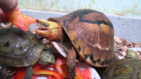 Thức ăn chủ yếu của loài rùa trán vàng quý hiêm là giun đất, cá, thịt, chuối chín và các loại rau. Ảnh: Youtube