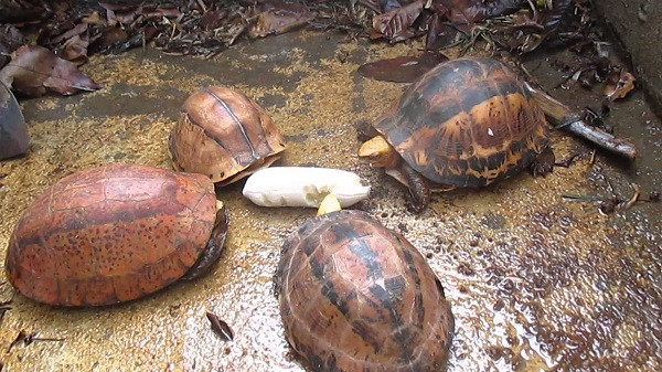 Điểm dễ dàng để nhận biết rùa hộp trán vàng là chiếc yếm và mai đặc biệt. Mai của chúng khá cao, gồ lên so với ven rìa mai, thường có màu nâu hoặc đen sẫm, xen kẽ giữa lưng là dải sọc màu vàng nhạt. Ảnh: Tiền Phong