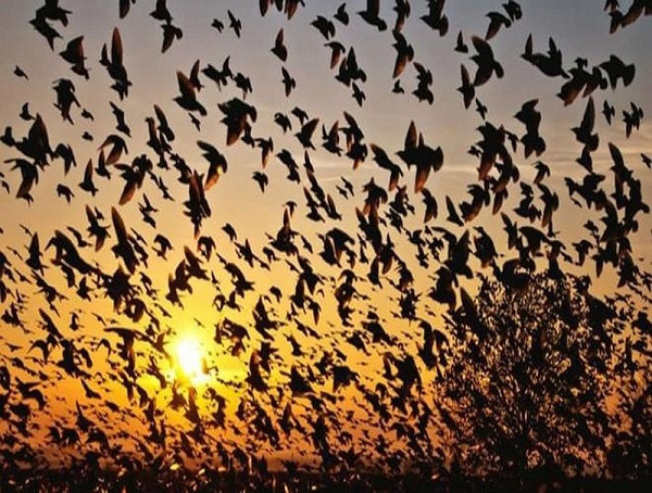 Salim Ali, nhà nghiên cứu chim hàng đầu Ấn Độ không khỏi xót xa khi nhiều năm chứng kiến cảnh tượng này. Ông cho biết: "Điều lạ kỳ nhất là đa phần loài chim có tập quán hoạt động vào ban ngày, nhưng tại sao những con chim tại đây lại tụ họp vào buổi đêm, thời gian đáng lẽ cũng đang chìm trong giấc ngủ?"