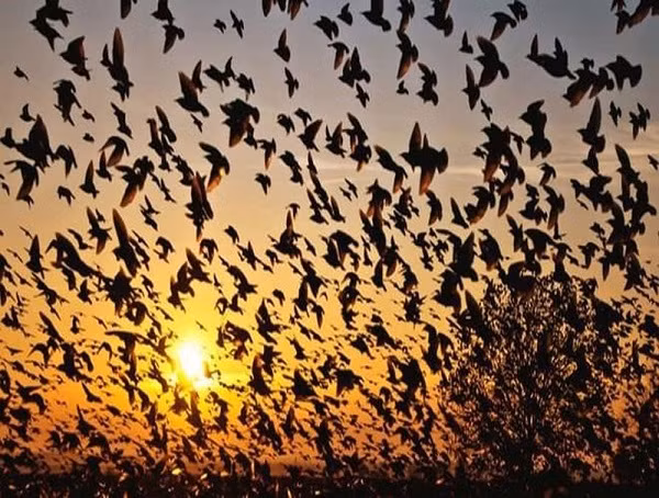 Salim Ali, nhà nghiên cứu chim hàng đầu Ấn Độ không khỏi xót xa khi nhiều năm chứng kiến cảnh tượng này. Ông cho biết: "Điều lạ kỳ nhất là đa phần loài chim có tập quán hoạt động vào ban ngày, nhưng tại sao những con chim tại đây lại tụ họp vào buổi đêm, thời gian đáng lẽ cũng đang chìm trong giấc ngủ?"