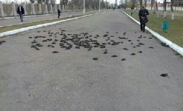 Từ rất lâu, nhiều người dân làng Jatinga tin rằng những linh hồn của ma quỷ sống lưu lạc trên bầu trời chính là thủ phạm gây ra cái chết cho hàng ngàn con chim mỗi năm. Do đó, dân làng bắt giữ chúng bằng cọc tre và đánh đến chết.