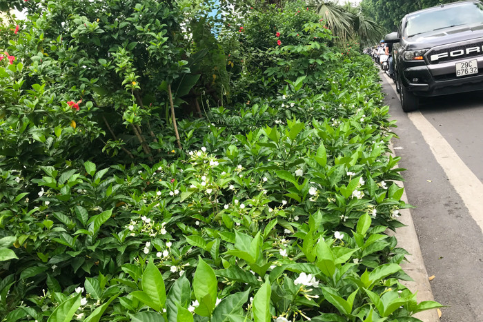 Hoa nhài là loài hoa khá phổ biến ở Việt Nam, có nguồn gốc từ dãy núi Himalayas, với hương thơm ngọt ngào, dễ chịu.